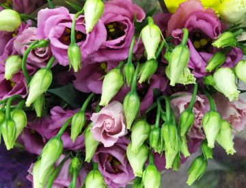 Заглянем в отдел срезанных цветов?